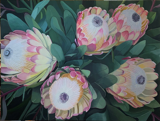 Proteas